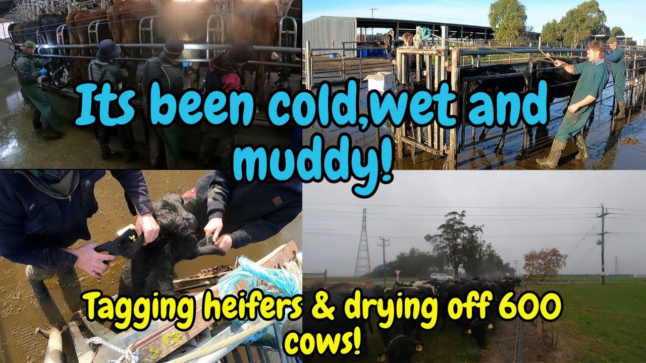 Tagging heifers and drying off 600 cows while its cold,wet, & muddy! Not ideal........