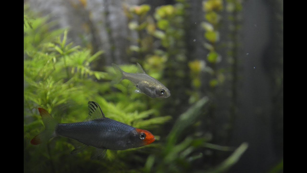 Attempting to Breed Sawbwa resplendens (Rummynose Rasbora)