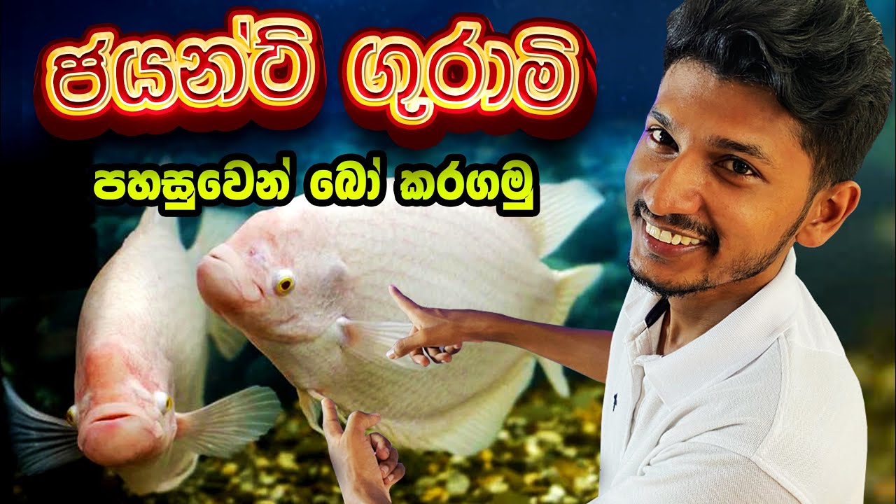 ජයන්ට් ගුරාමි පහසුවෙන් බෝ කරගමු | Giant Gourami Breeding | Anything.lk