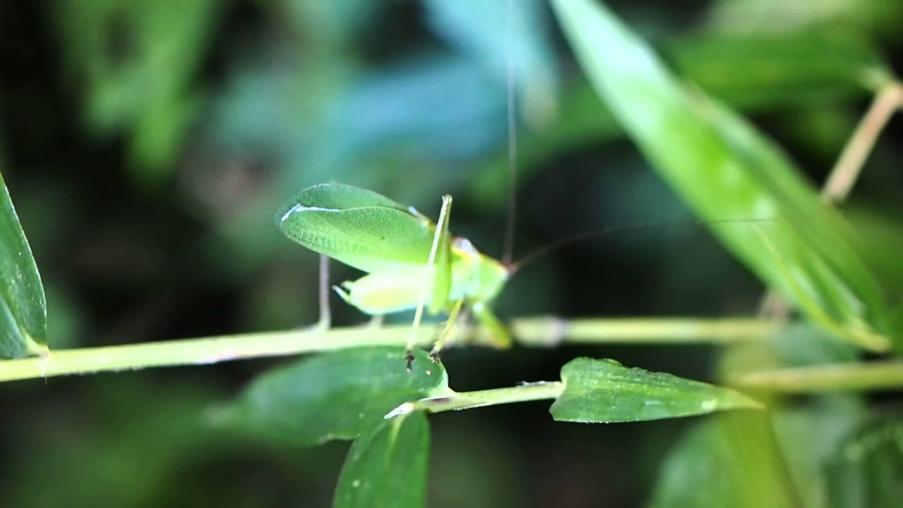 ハヤシノウマオイの鳴き声