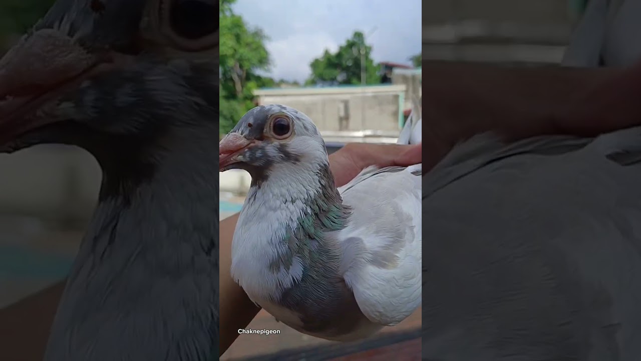 GANDANG DAGIT KANINO KAYA TO? 