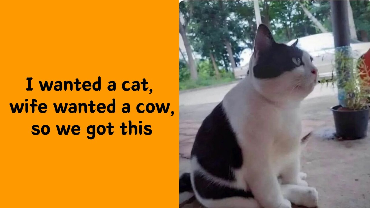 50 Silly Cats Living Life On Their Own Terms