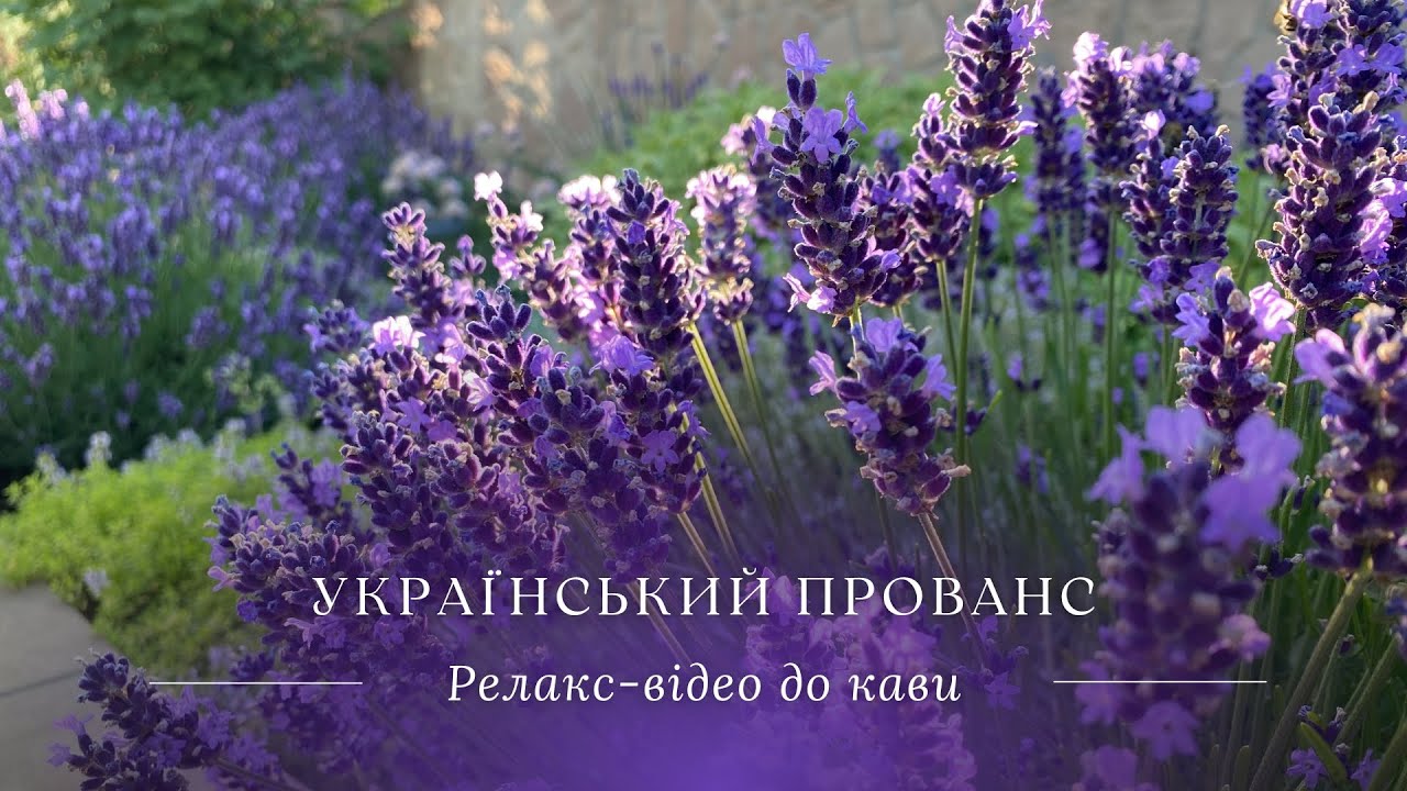 Український прованс / Лаванда / Релакс-відео до кави