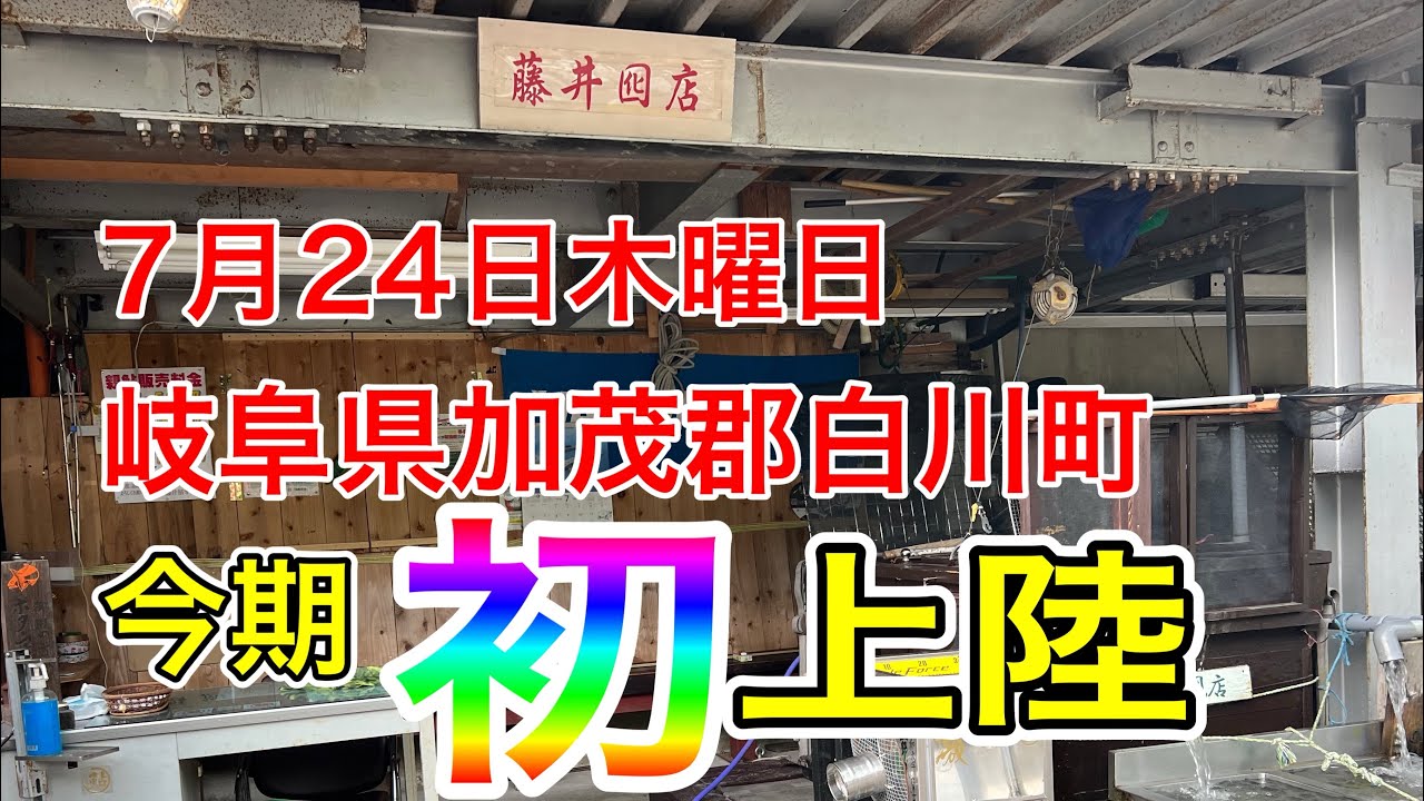 2025.7.24岐阜県加茂郡白川町　特大鮎目指して今季初白川上陸