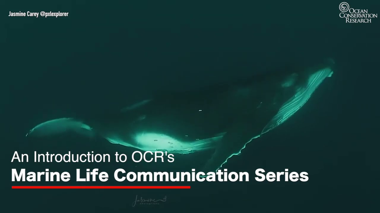 Marine Life Communication Series Introduction