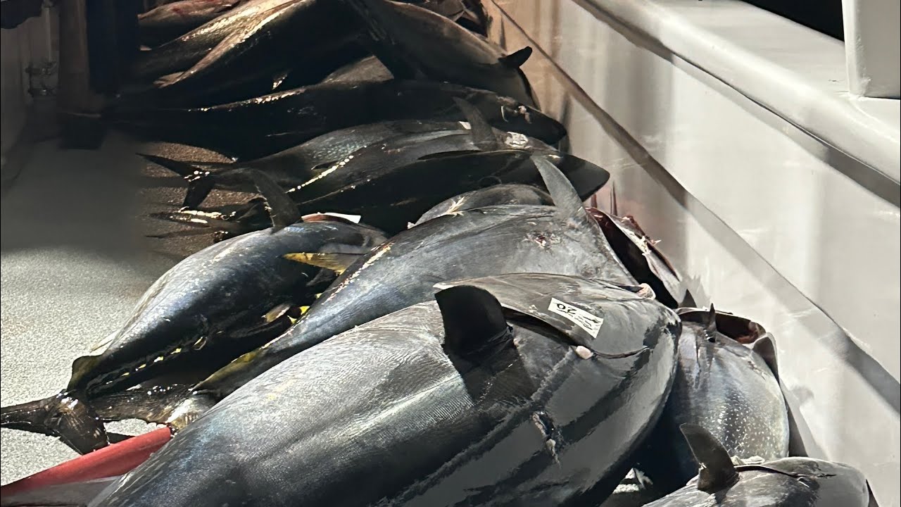 Knife jigging for Blue Fin Tuna | Pacific Queen Sportfishing