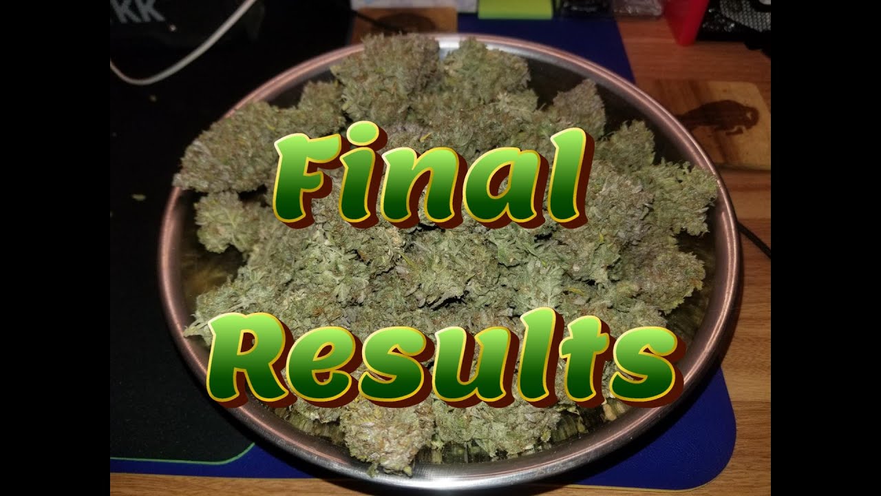 Week 14 Autoflower Grow (Final Harvest Results)
