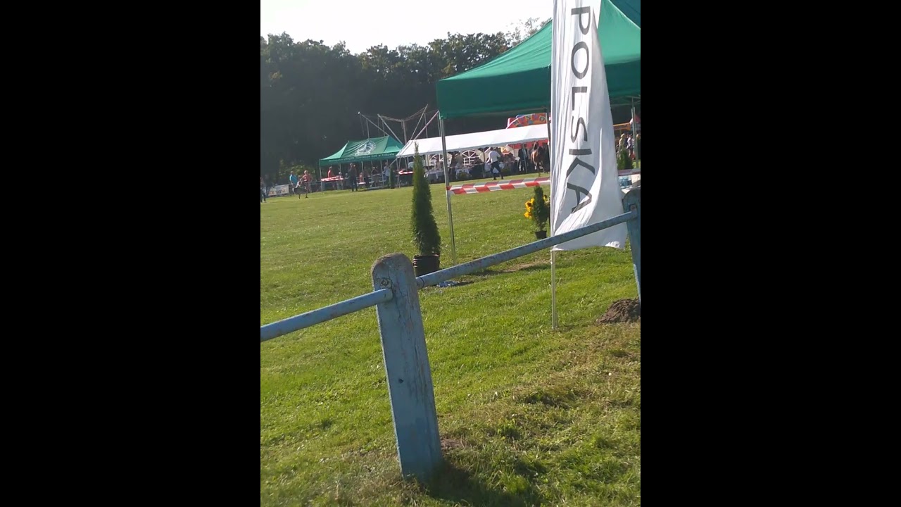 Pokaz koni arabskich- 