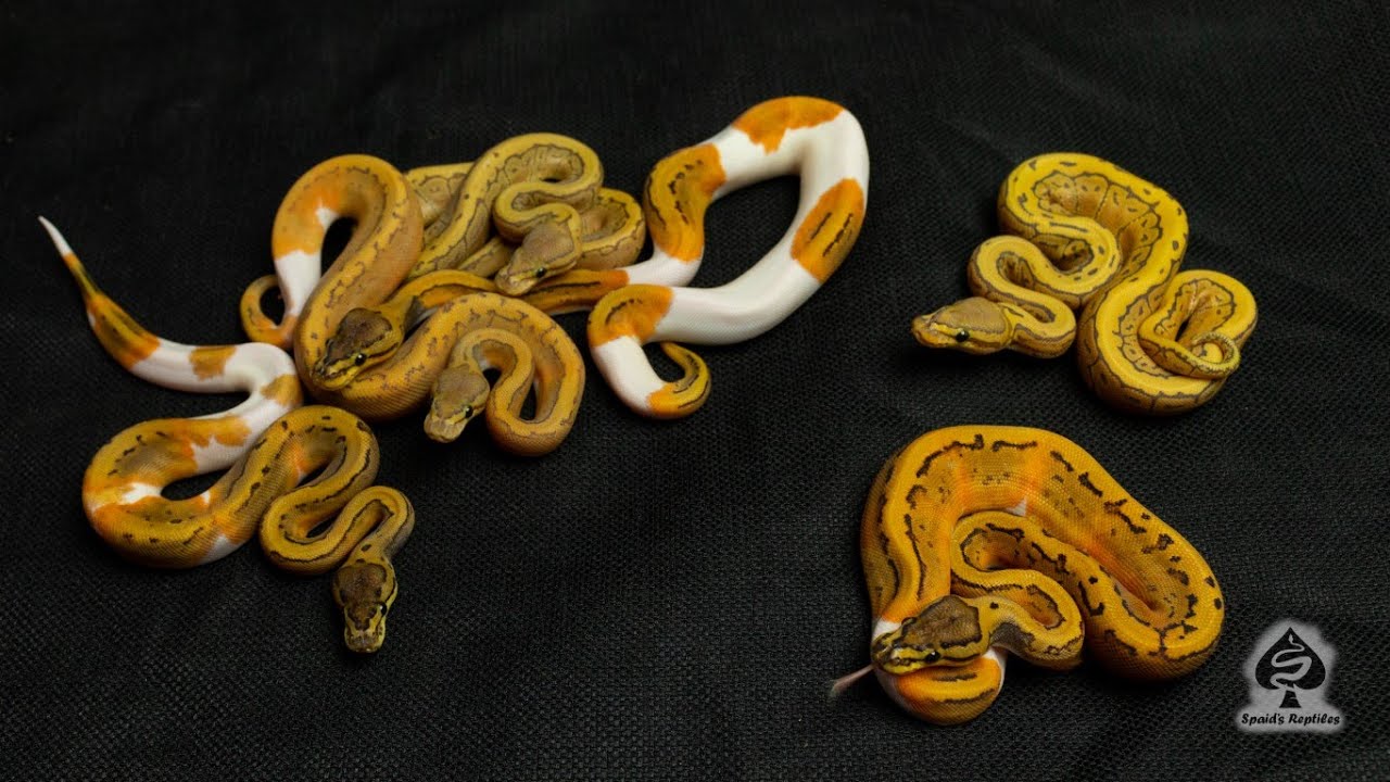Introducing the Rust Pinstripe Hypo Pied