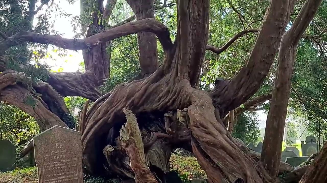 Forgotten sacred site with over 2,000 years of history and spectacular Ancient Yew tree