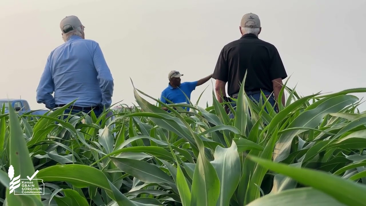 Sorghum Update | May 27, 2025