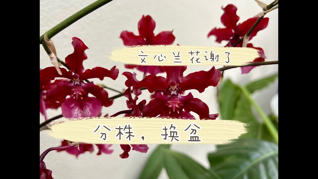 【20280】花谢了，文心兰换盆分株，太难了，上刀吧  //静姐说花464
