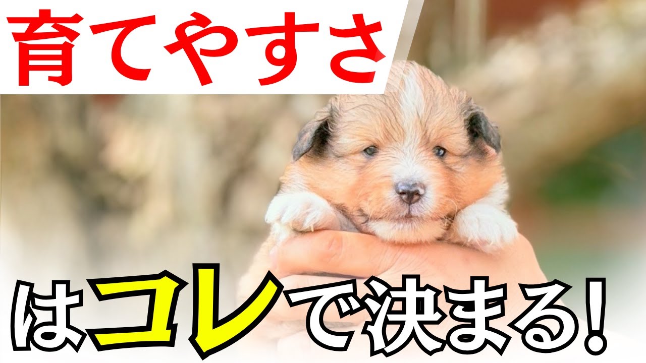 【育てやすい】門外不出のシェルティの選び方をプロが伝授！シェットランドシープドッグの子犬