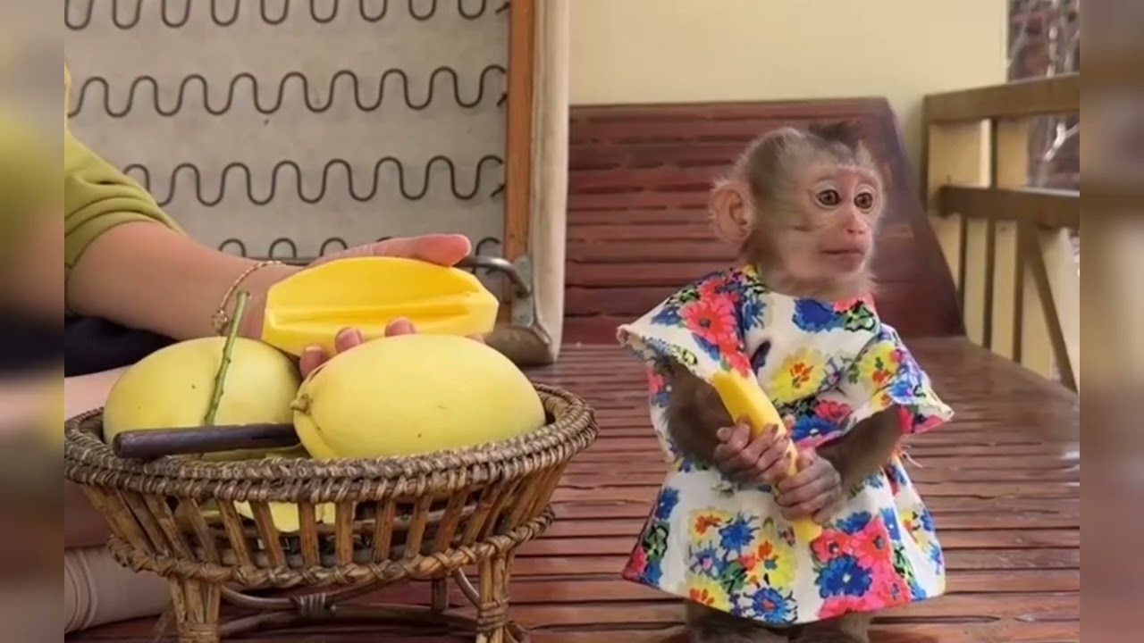 Funny Monkey Videos Ep33#lovely #cute #adorable #newborn #animals  #obedient #monkey#cat #duet 