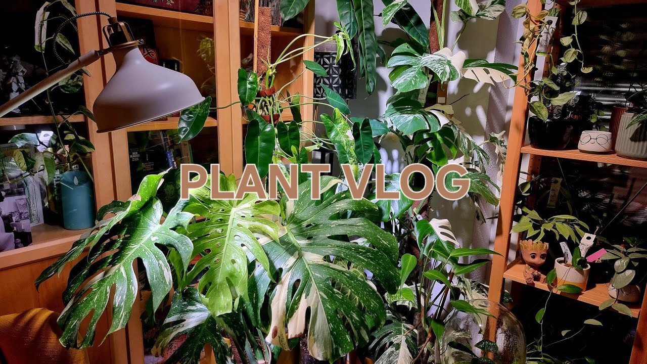 PLANT VLOG - Unboxing 📦 Der Pflanzenladen und JungleLeaves, DIY Anti-Schädlingsmittel uvm.
