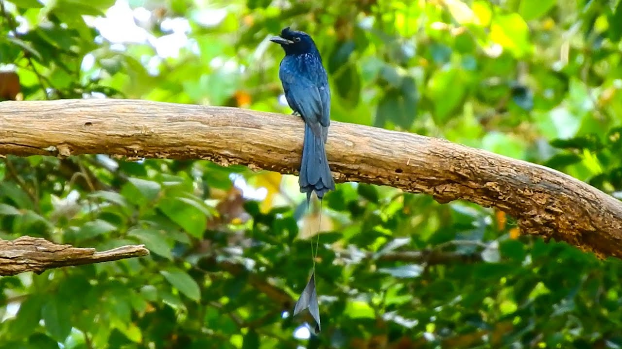 Give name this bird