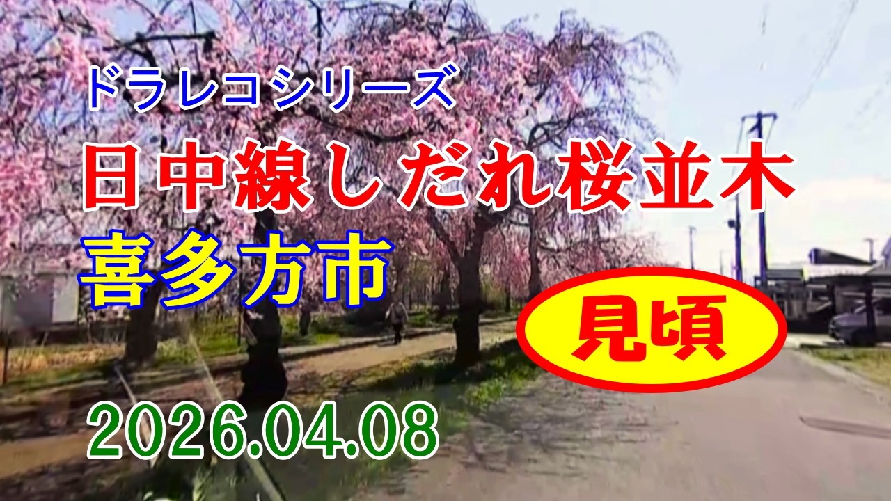 20260408ドラレコシリーズ～日中線しだれ桜並木～見頃