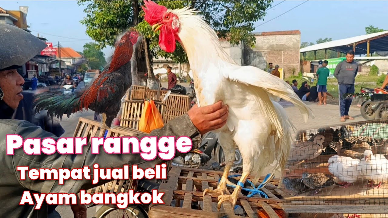 LIHAT AYAM BANGKOK DAN AYAM KAMPUNG BESERTA BURUNG YANG ADA DI PASAR RANGGE GONDANG WETAN PASURUAN