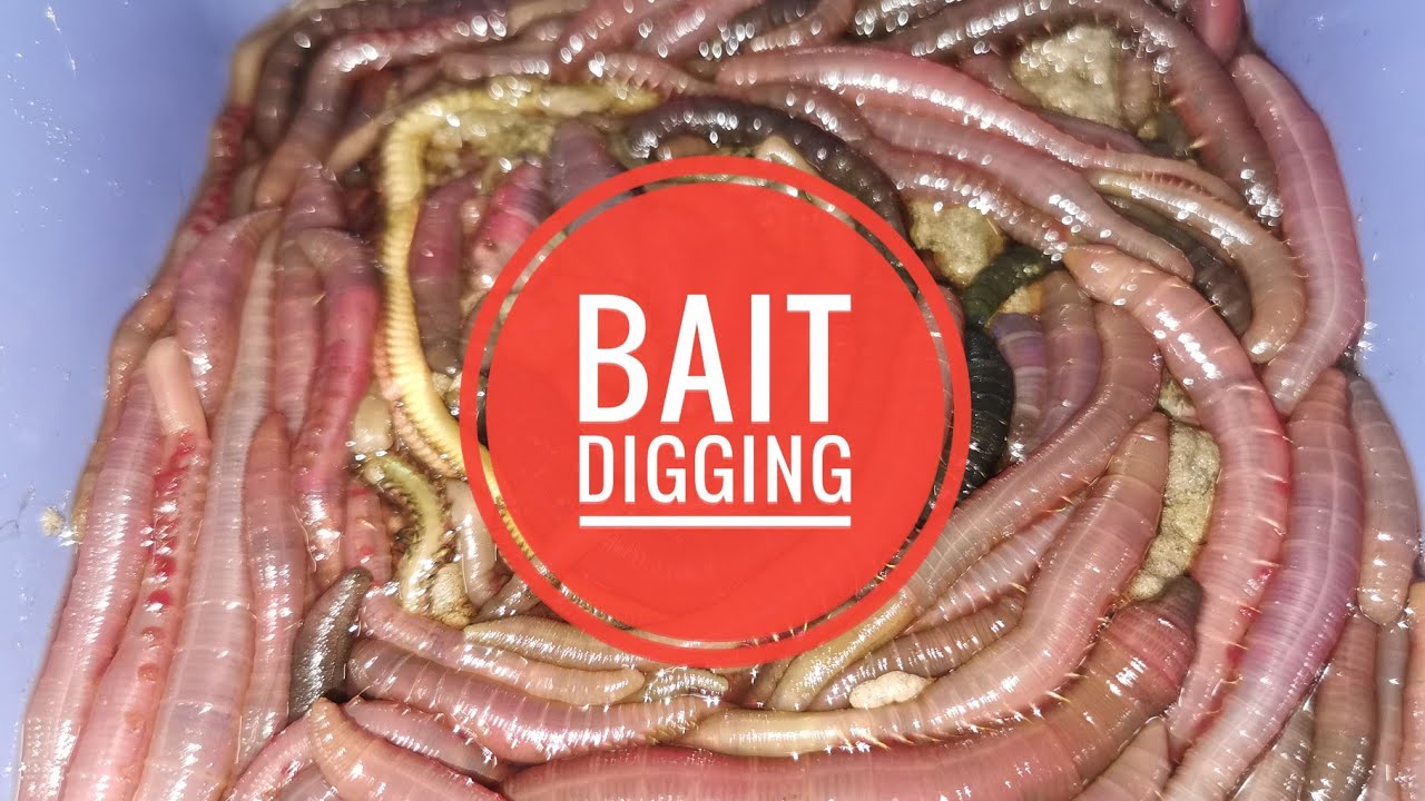 Bait digging and quick forage