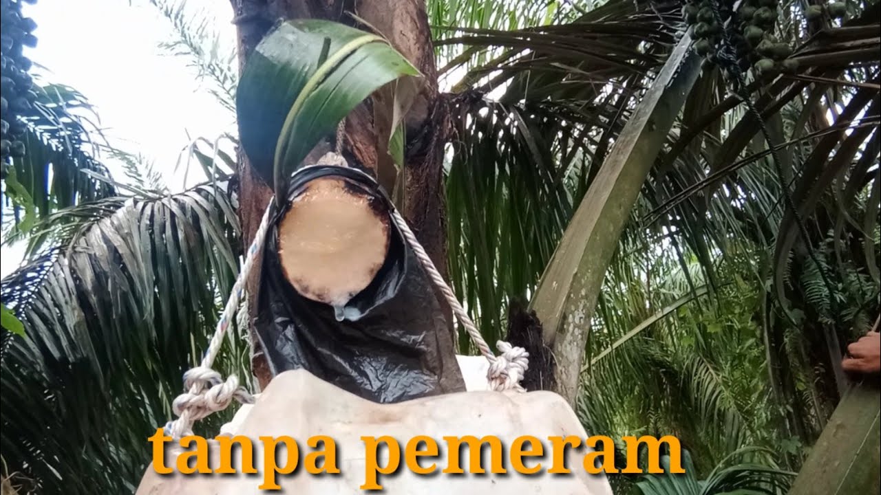 cara menyadap aren tanpa pemeram dan pemotongan sebelum mekar