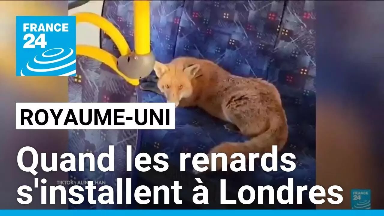 Royaume-Uni : quand les renards s'installent à Londres • FRANCE 24