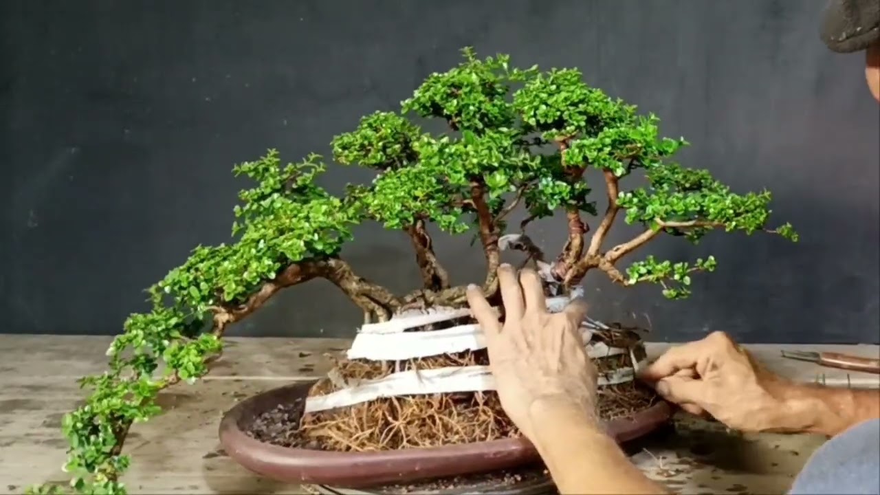 TRASPLANTE BONSÁI ESTILO BALSA. E53