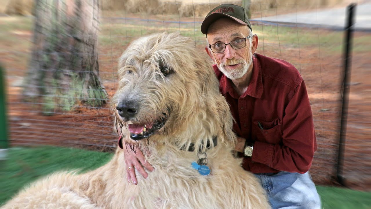 These Are 10 Best Dog Breeds for Introverts