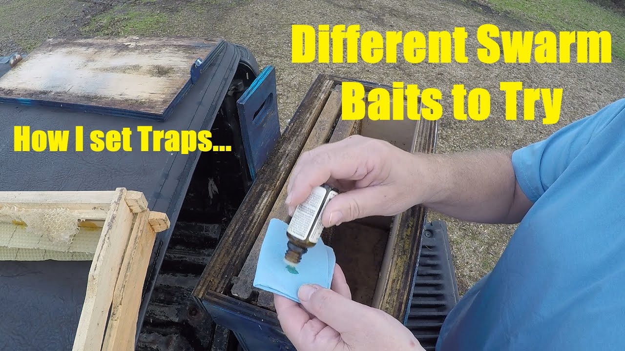 Swarm Traps-Baiting and Setting
