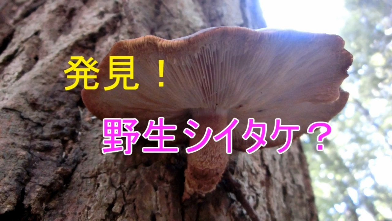 野生シイタケ？山で見つけたキノコ