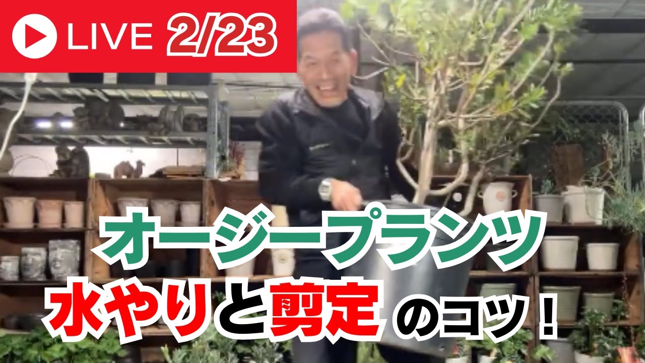 オージープランツの水やりと剪定のコツ！