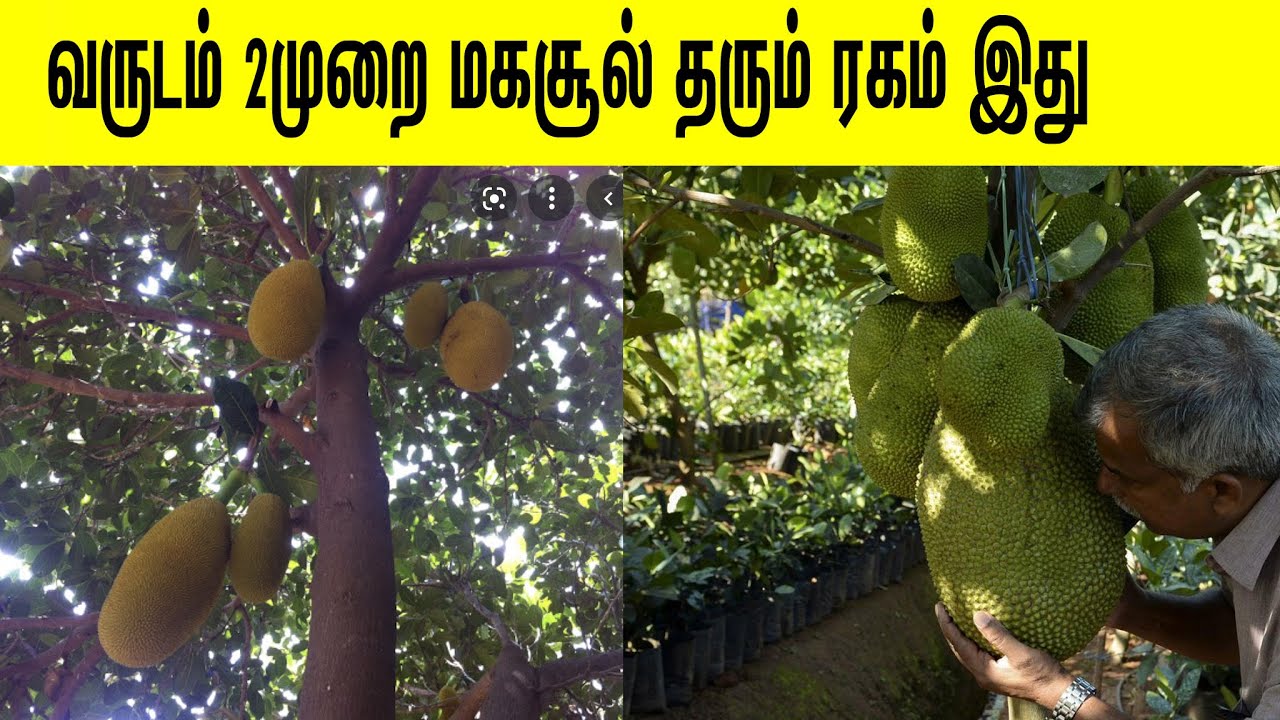 வருடம் 2முறை மகசூல் தரும் ரகம் இது/ pasumaivivashayam.com/# pasumaivivashayam.com