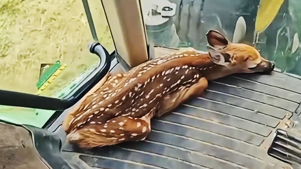 Farmer Saved a Baby Deer From His Harvester, You Won&rsquo;t Believe What Happened