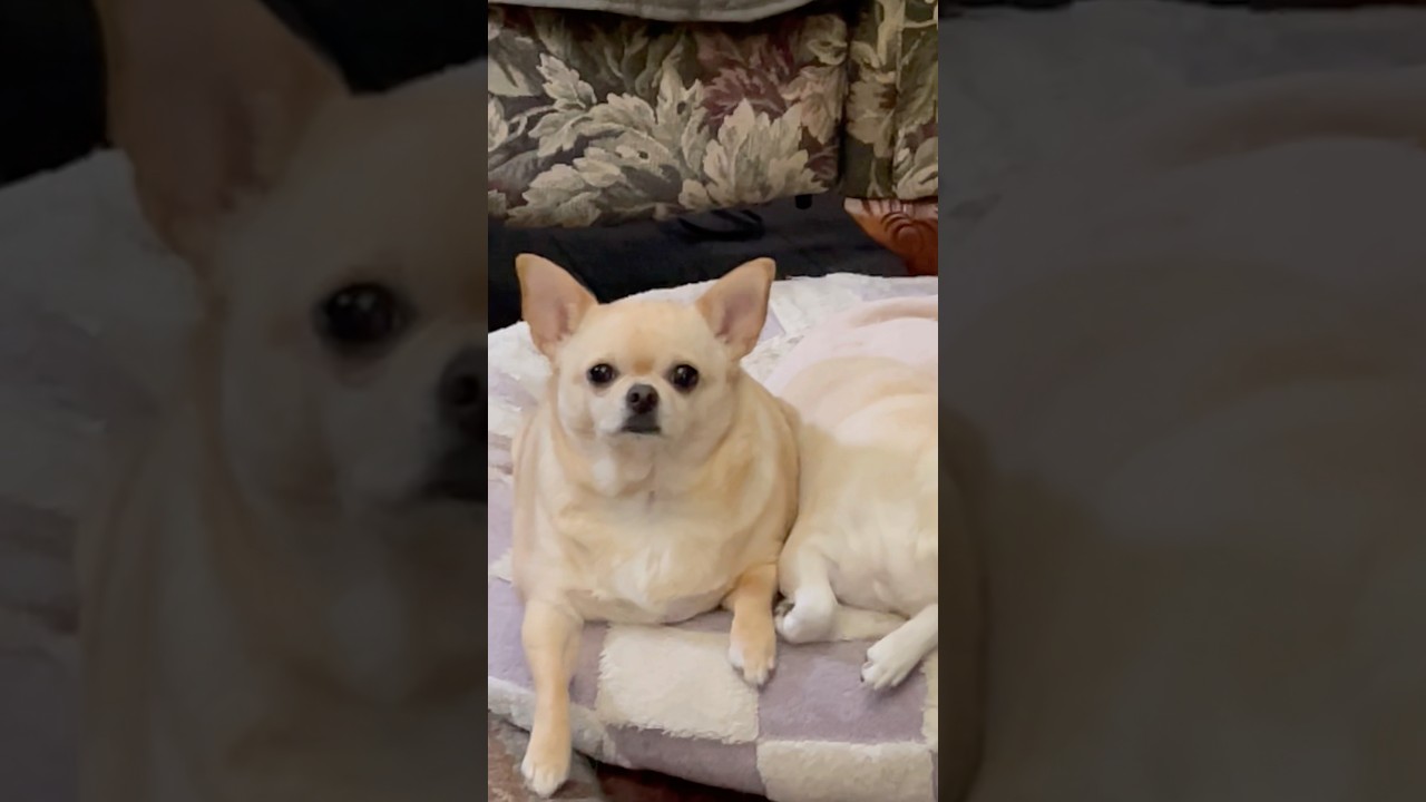 Этот взгляд 😂 #davedalanecreates #chihuahua #pets