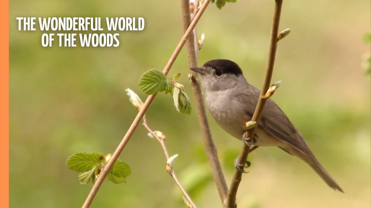 The wonderful world of the woods - part 3 | Full Documentary