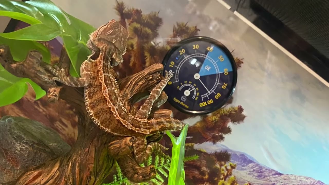#beardlife #bearddragonlovers  #beardeddragon #beardeddragonlife #beardeddragonlizard