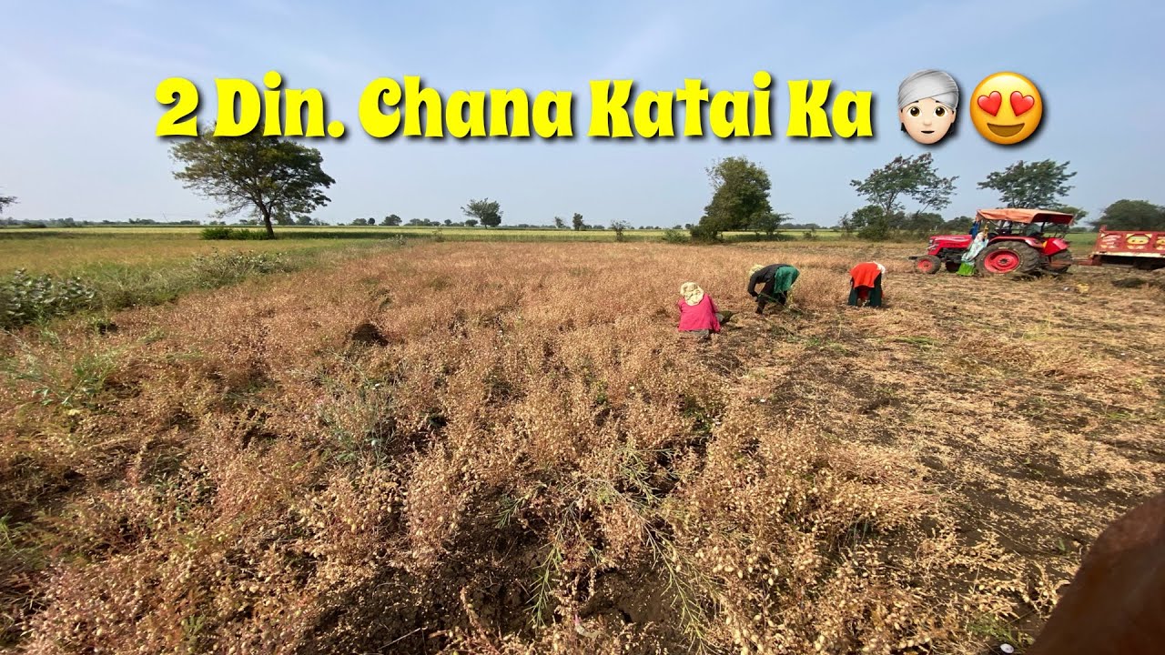 2 Dusra Din Chana Katai Ka ) village life farming vlogs ❤️