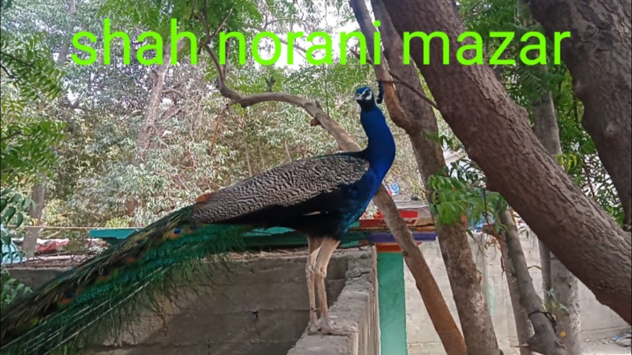 Shah norani sarkar#travel #vlog