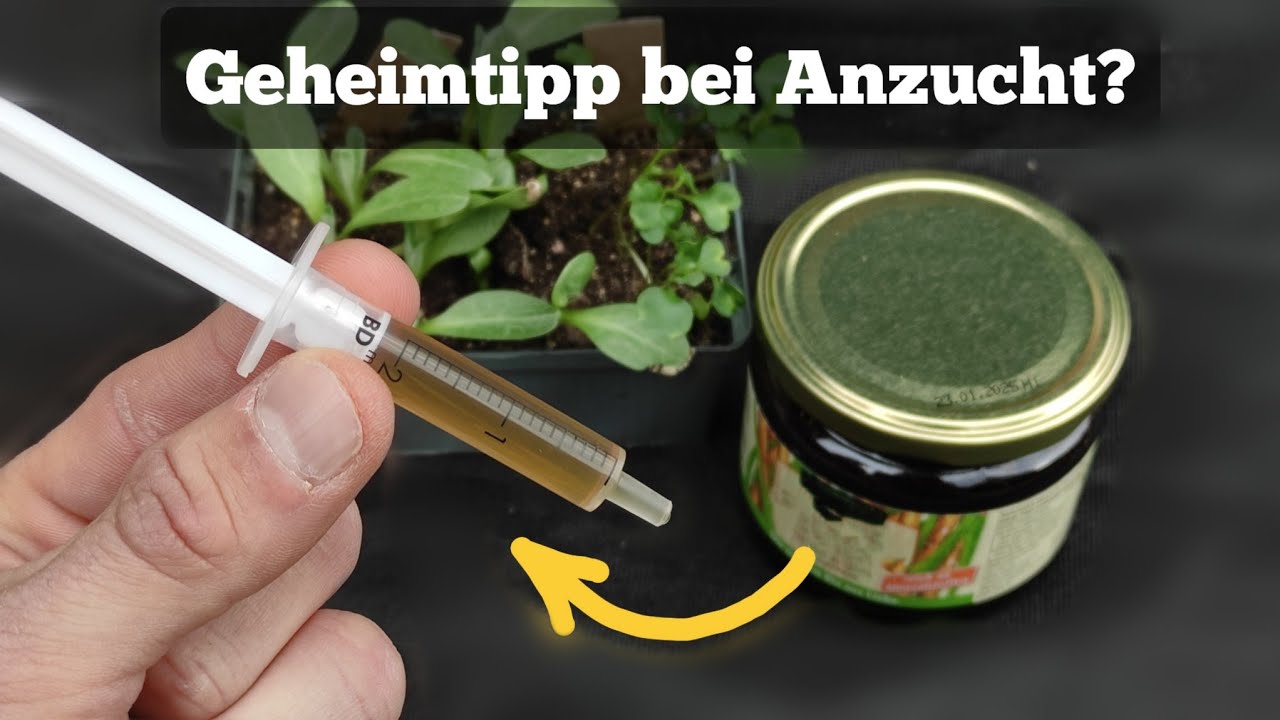 kaum bekanntes Hausmittel als idealer D&uuml;nger f&uuml;r Pflanzen. [Test]