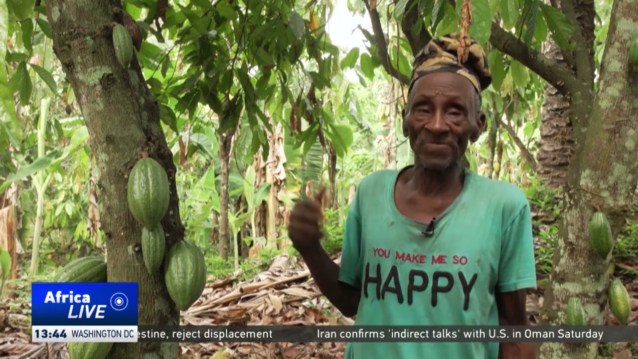 Nigerian farmers look to capitalize on rising cocoa prices