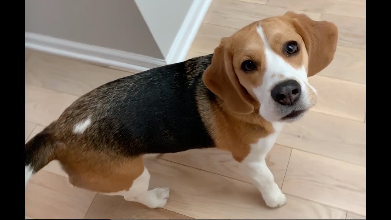 Cute beagle doesn't want a bath