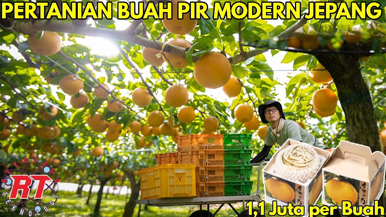 PERTANIAN BUAH PIR MODERN JEPANG YANG MEMILIKI HARGA YANG MAHAL | TAHAPAN PROSES PERTANIAN BUAH PEAR