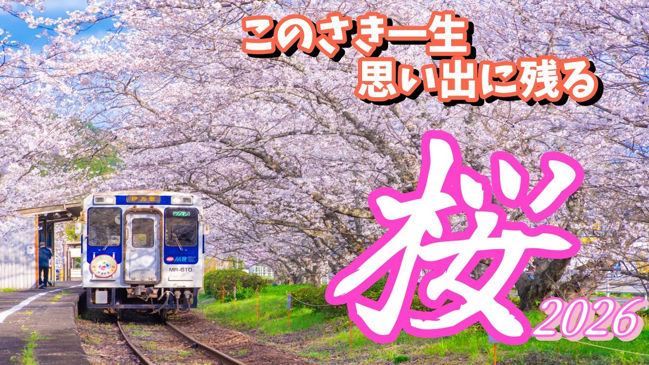 【車要らず】一生思い出に残る桜を見に行こう！！2026
