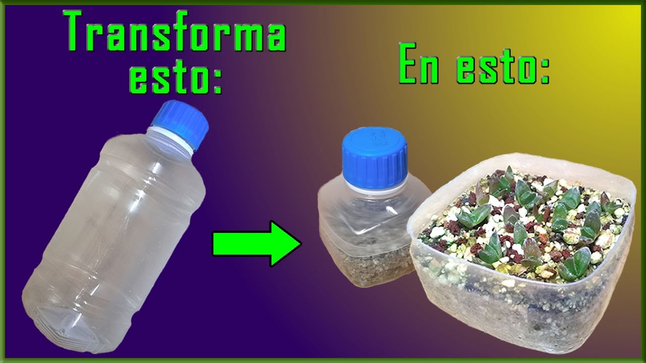 GERMINANDO SEMILLAS DE HAWORTHIA EN BOTELLAS RECICLADAS