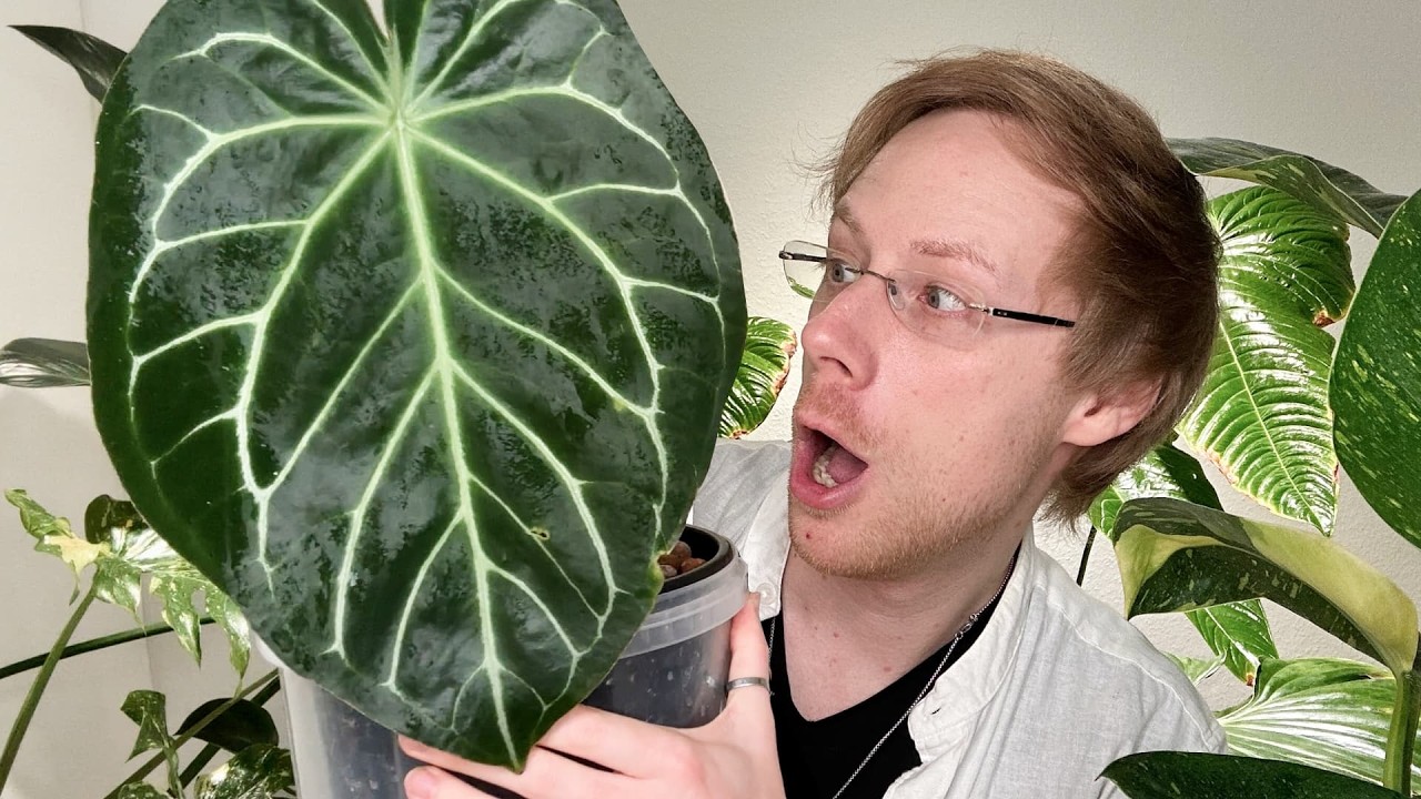 Meine Top 6 Gamechanger für gesunde Pflanzen – das hat ALLES verändert!