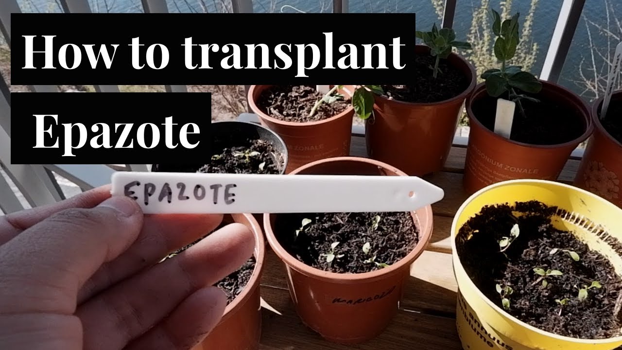 How to Transplant Epazote | From Oaxaca to my garden