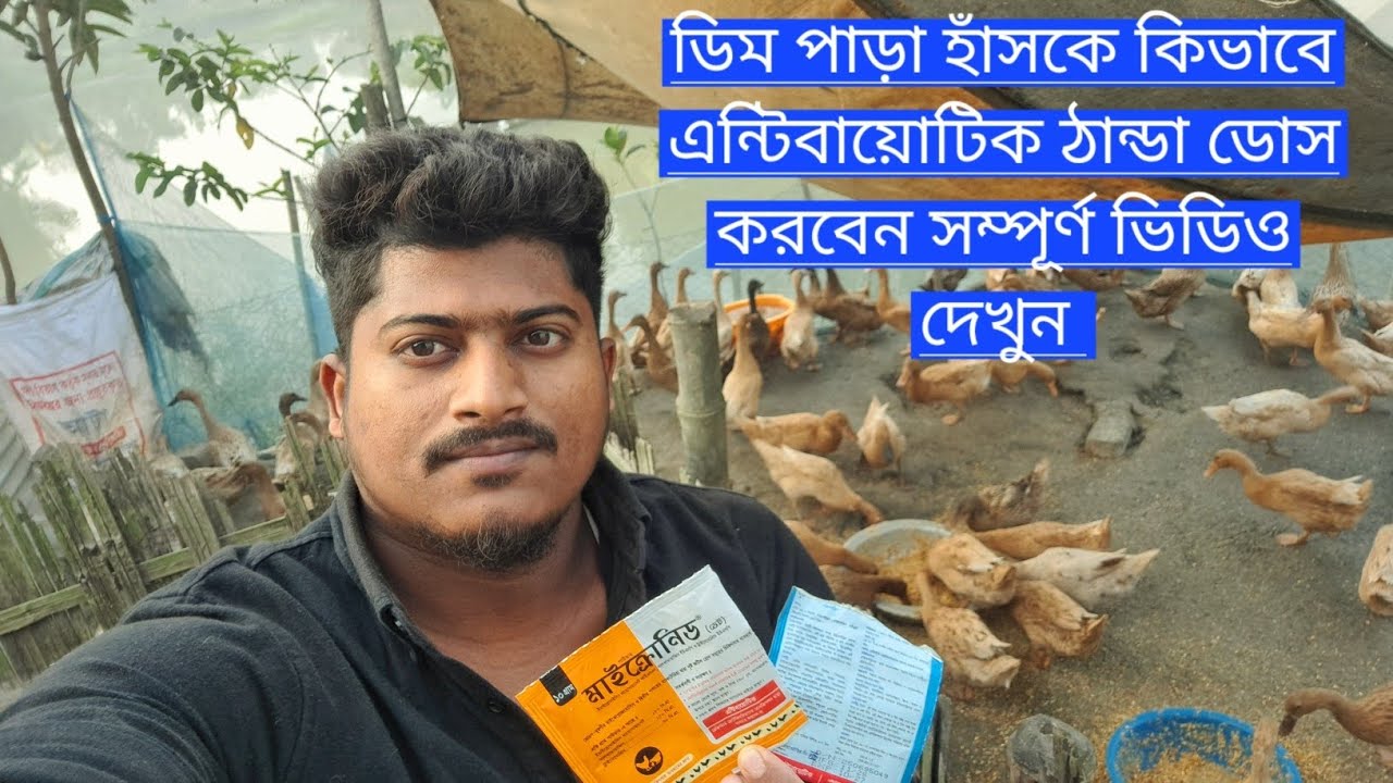 ডিম পাড়া হাঁসকে কিভাবে এন্টিবায়োটিক ঠান্ডা ডোস করবেন সম্পূর্ণ ভিডিও দেখুন 