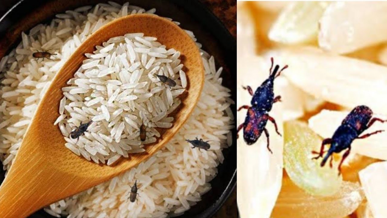 रोज खाने वाले चावलों में पड़े कीड़ों को निकाल देगी घर की यह चीज़े Amazing kitchen Tips,Tricks & Hack