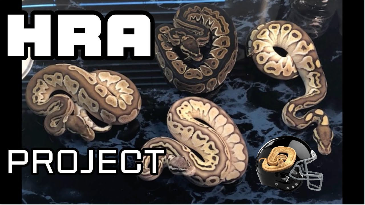 HRA Project 10 2023