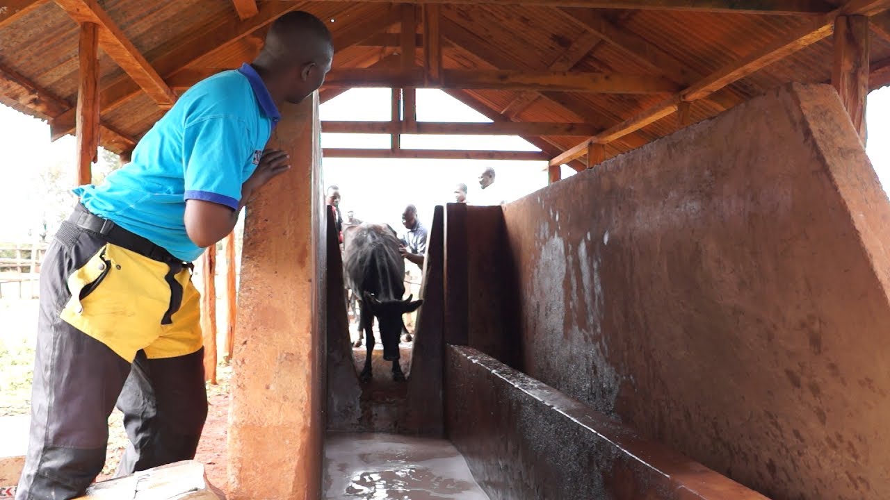 Women For Women Kenya C. B. O. Project Cattle Dip - english version