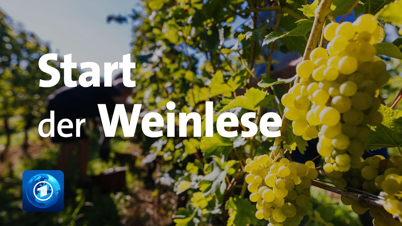 Durchwachsene Weinlese erwartet